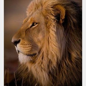 Meet your Posher, Lester